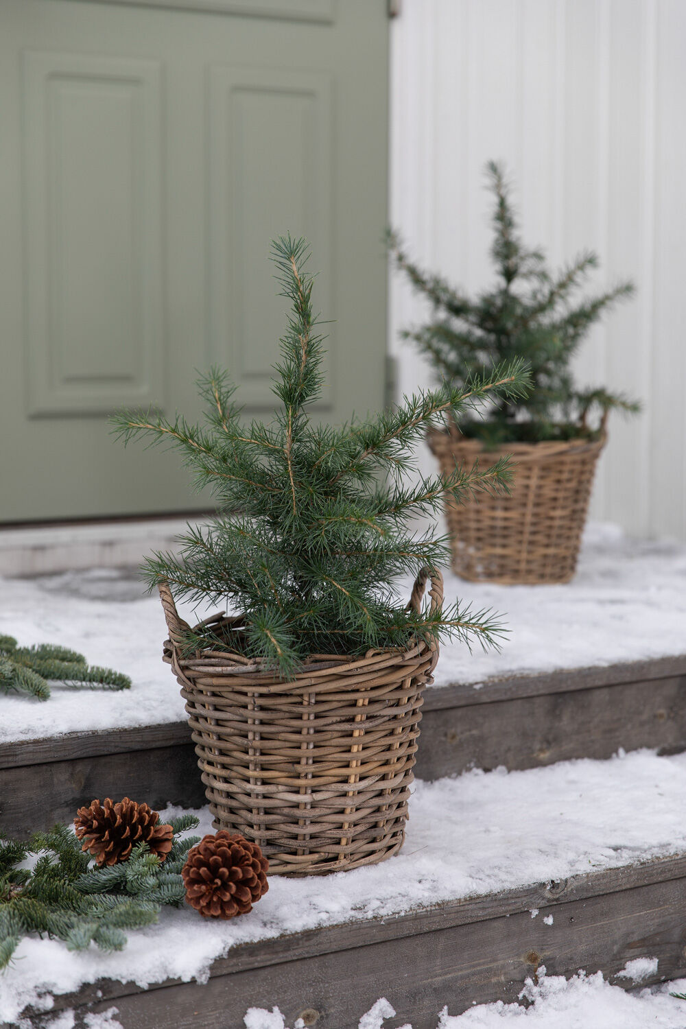 Vintergrønne busker